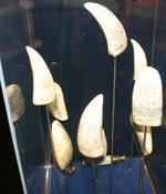 A small collection of Scrimshaw